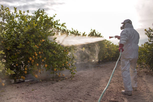 Professional Pest Control in Twentynine Palms, CA