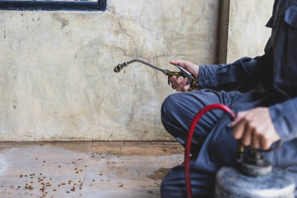 Best Ant Control Services  in Twentynine Palms, CA