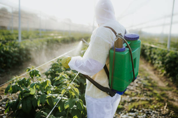 Best Bed Bug Extermination  in Twentynine Palms, CA